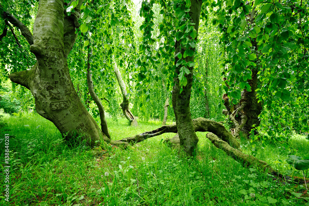 Fototapeta premium Geheimnisvolle Hängebuche in einem verlassenen Park