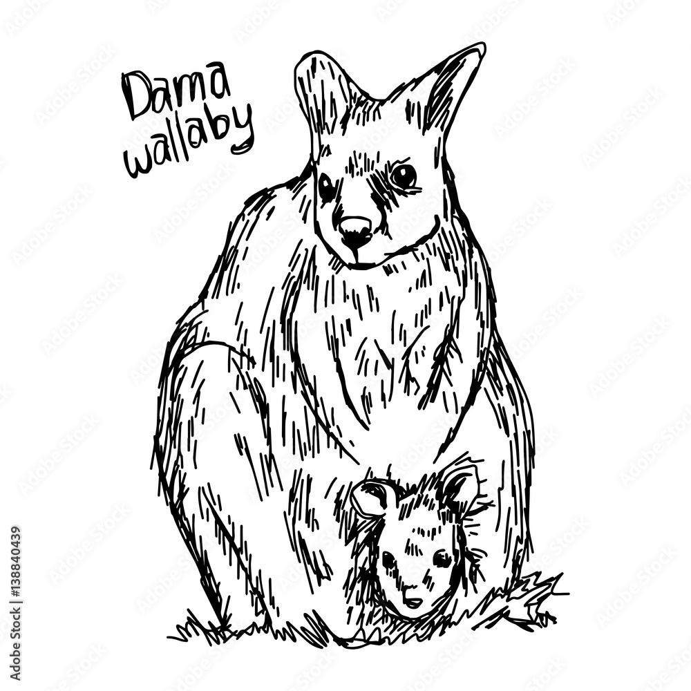 Naklejka premium dama wallaby - vector illustration sketch hand drawn with black lines, isolated on white background