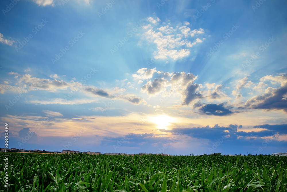 Green corn field,blue sky and sun on summer day. Green corn field,blue sky and sun on summer day.