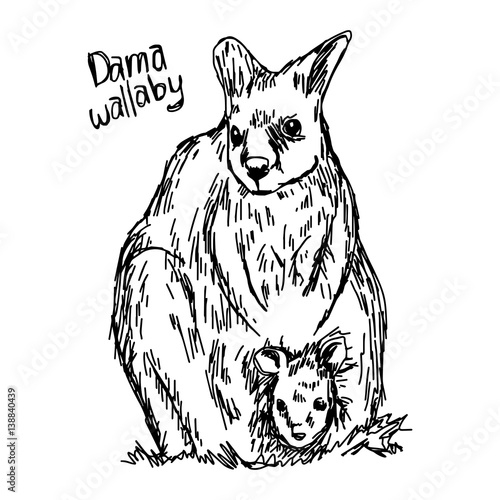 dama wallaby - vector illustration sketch hand drawn with black lines, isolated on white background