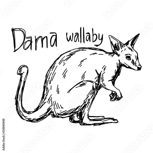 dama wallaby - vector illustration sketch hand drawn with black lines, isolated on white background