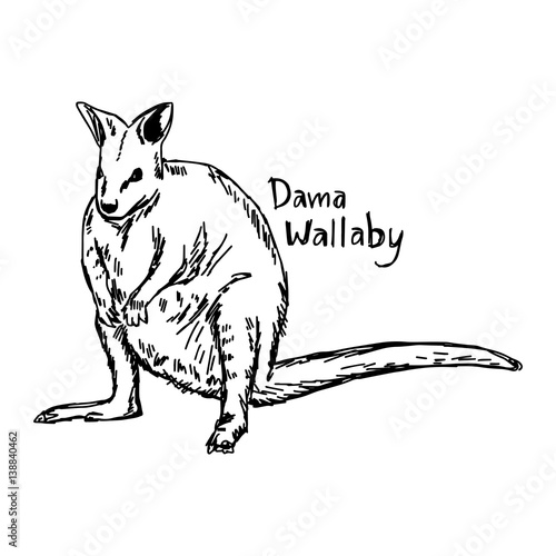 dama wallaby - vector illustration sketch hand drawn with black lines, isolated on white background