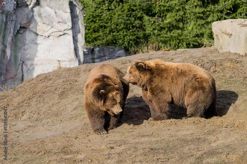 Obraz premium Bären liebe