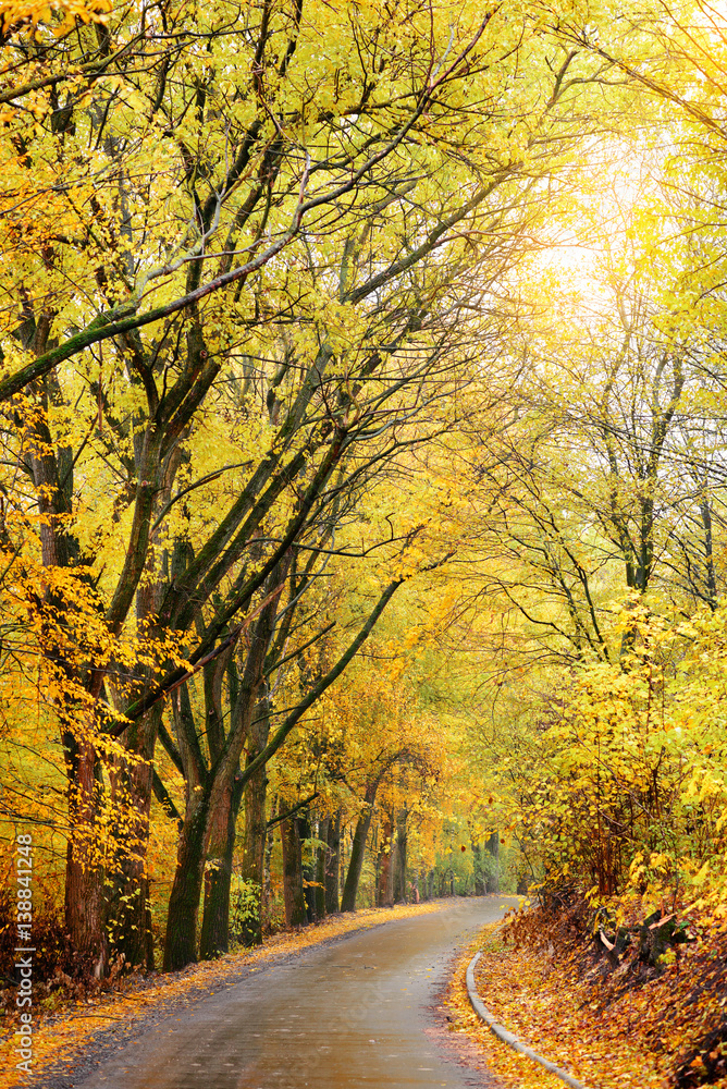 Obraz premium Autumn landscape in the forest with old road