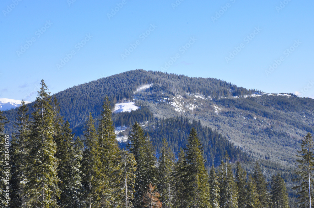 Picturesque view of Carpathian mountains over evergreen trees