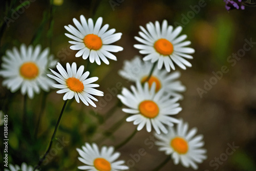 Wild chamomile flowers against a background of green