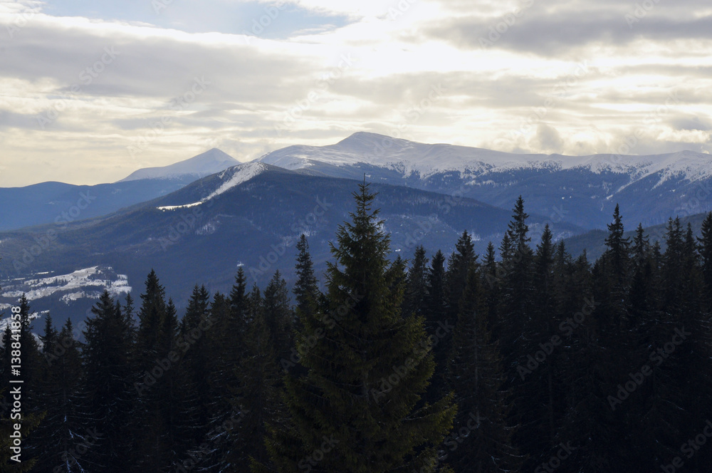 Picturesque view of Carpathian mountains over evergreen trees