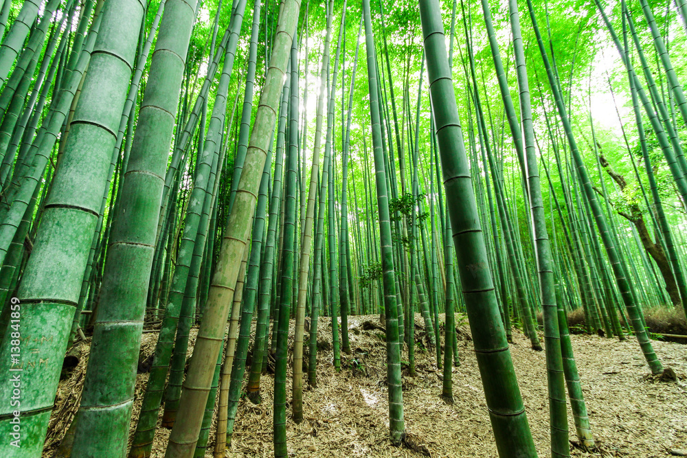 Fototapeta premium Foresta bamboo, Kyoto - Giappone