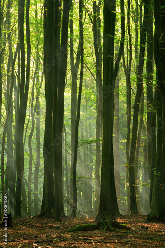 Fototapeta Naklejka Na Ścianę i Meble -  Stimmungsvolles Licht im Wald, Sonne und Nebel zaubern eine geheimnisvolle Atmosphäre