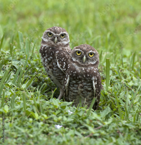 Bilde på lerret Two brown and white burrowing owls with yellow eyes emerging from nest with gree