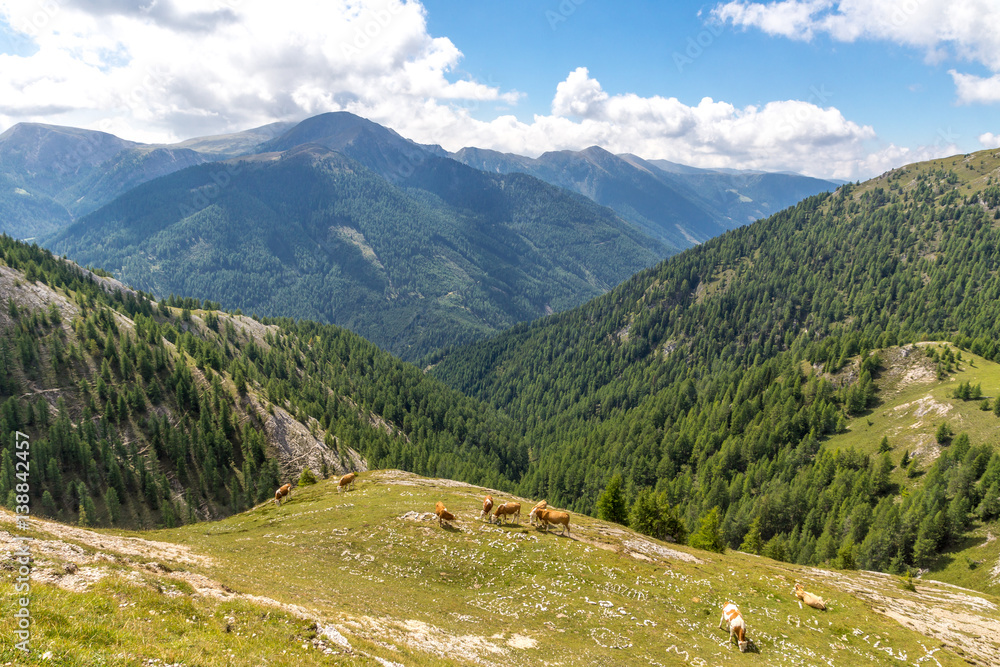 Kühe weiden auf einer Almwiese in den Gurktaler Alpen