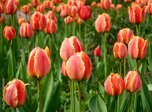 Beautiful tulips growing in the field in the spring.