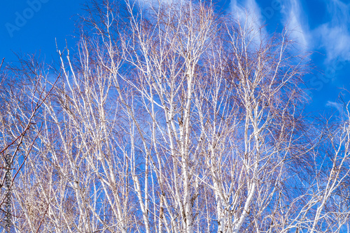 birch branches