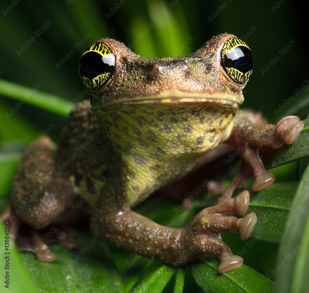 tropical rainforest tree frogs