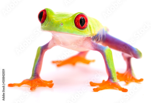 Red eyed tree frog on high feet. A beautiful tropical rainforest animal from Costa Rica isolated on a white background.