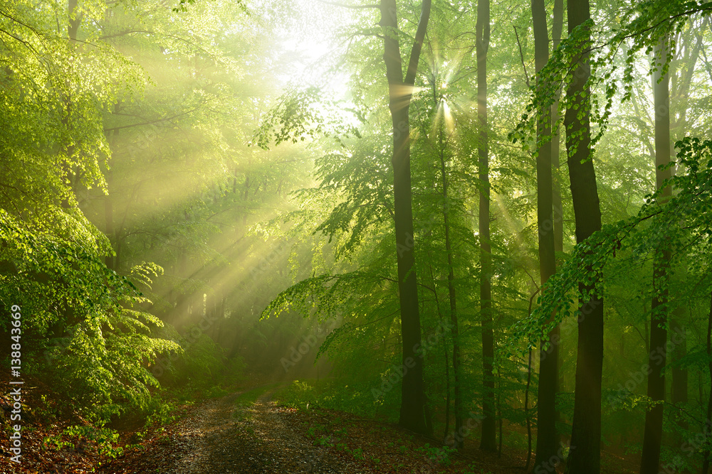 Naklejka premium Las bukowy wiosną, promienie słoneczne przeświecają przez poranną mgłę i zachwycają lasem