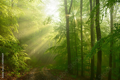 Fototapeta Naklejka Na Ścianę i Meble -  Buchenwald im Frühjahr, Sonnenstrahlen scheinen durch Morgennebel und verzaubern den Wald