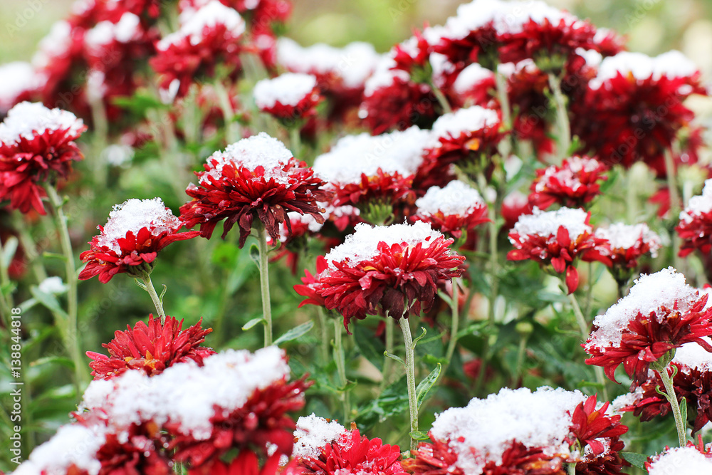 Red Chrysanthemums in snow. Chrysanthemums. Red chrysanthemums under snow. First snow. Autumn and snow. Winter. Flowers Red Chrysanthemums in snow. Chrysanthemums. Red chrysanthemums under snow. First snow. Autumn and snow. Winter. Flowers
