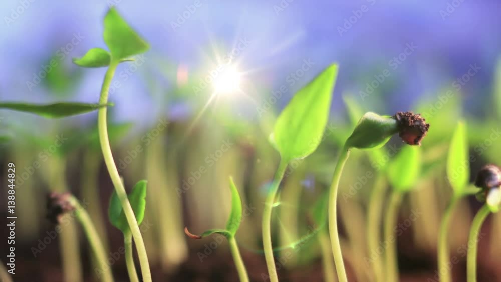 Small Green Plants Growing With Moving Sun Effect Small Green Plants Growing With Moving Sun Effect