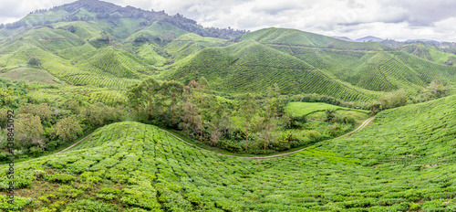 Beautiful green and lush tea plantation in bright sunny day in Cameron Highlands  malaysia