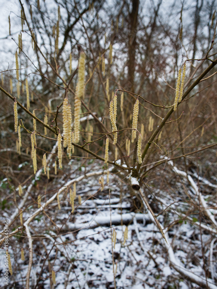 Hazel catkins in the snow Hazel catkins in the snow