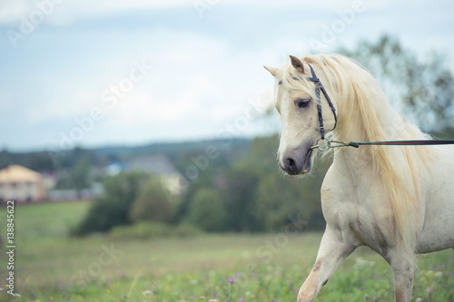 beautiful cream pony stallion with long mane. cloudy day