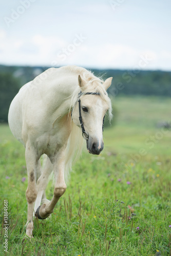 beautiful cream pony stallion running in field. cloudy day © anakondasp