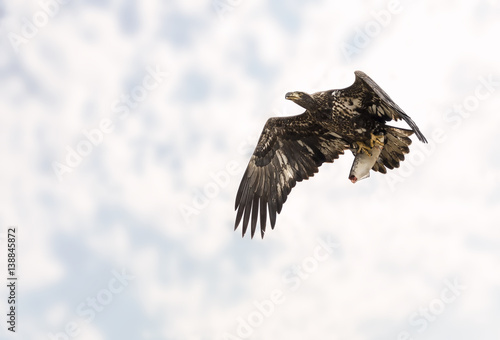 Juvenile Bald Eagle in flight with fish against soft clouds © scalder