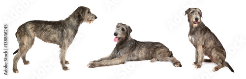 Irish wolfhound dog over white