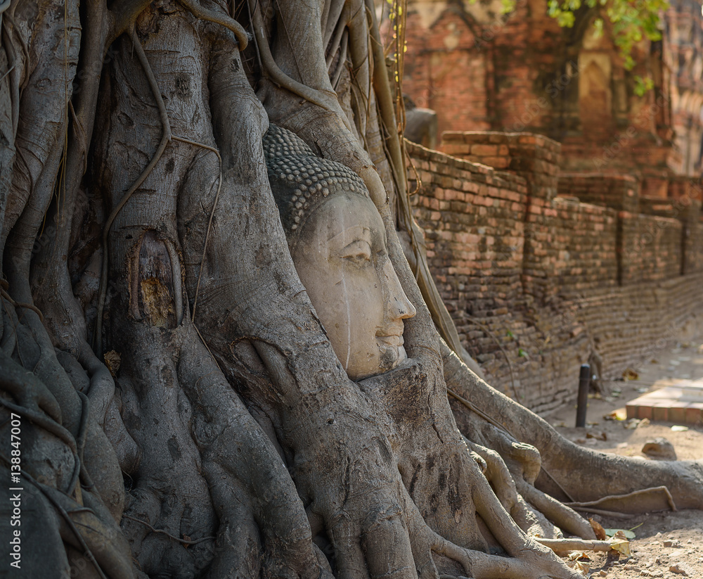 Buddha statue head in the root of tree.