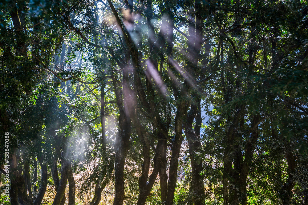 Fototapeta premium Forest with sunlight. The sun rays through branches of trees
