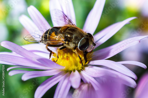 Пчелиные гадания