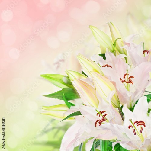 Fototapeta Naklejka Na Ścianę i Meble -  White lily flowers