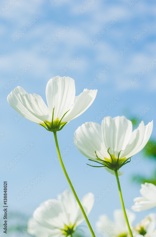 beautiful cosmos flower wiht blue sky in the park. beautiful cosmos flower wiht blue sky in the park.