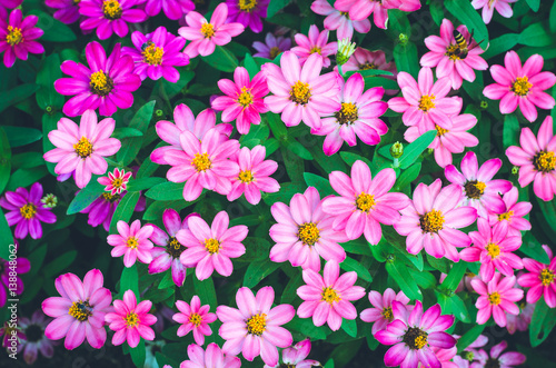 colorful beautiful flowers background. small zinnia flowers field at the park.
