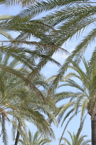 Palms  in Marbella  Spain