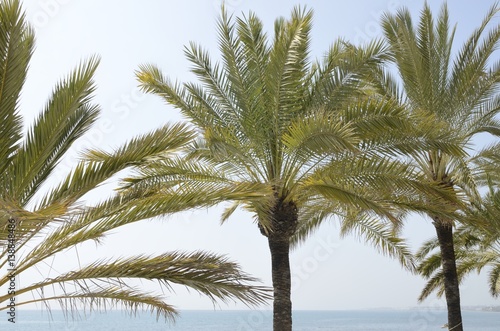 Palms close to the sea in Marbella  Spain