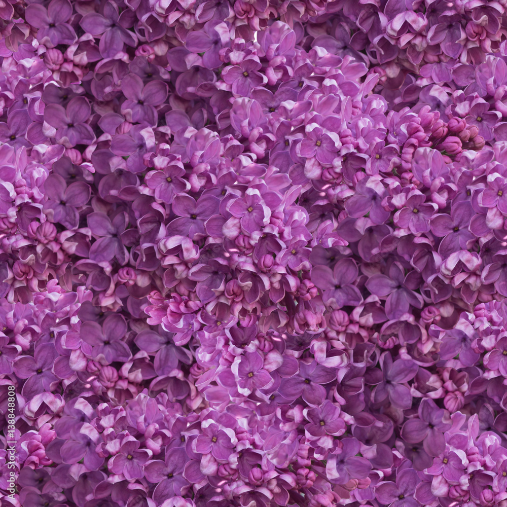 Seamless pattern of lilac