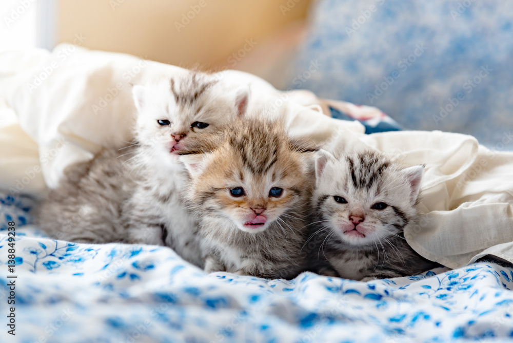 Kittens on the bed