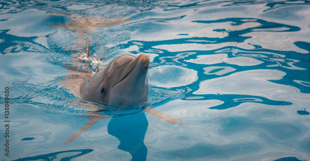 Fototapeta premium fröhliche Delfine im Wasser