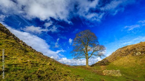 Sycamore Gap on Hadrian's Wall in Northumberland, England photo