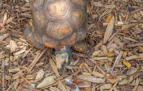 Schildkröte in Ansicht von oben photo