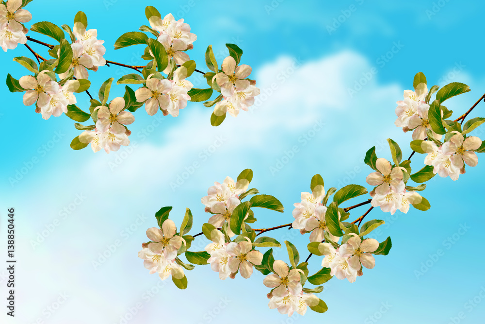 Obraz premium Blossoming branch apple.