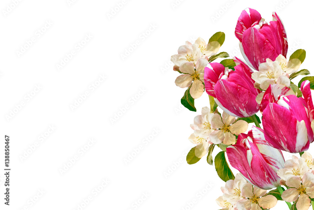 Flowering branch of apple isolated on a white background. Spring Flowering branch of apple isolated on a white background. Spring