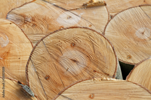 Holz-Strukturen: Querschnitte frisch gefällter Buchenstämme