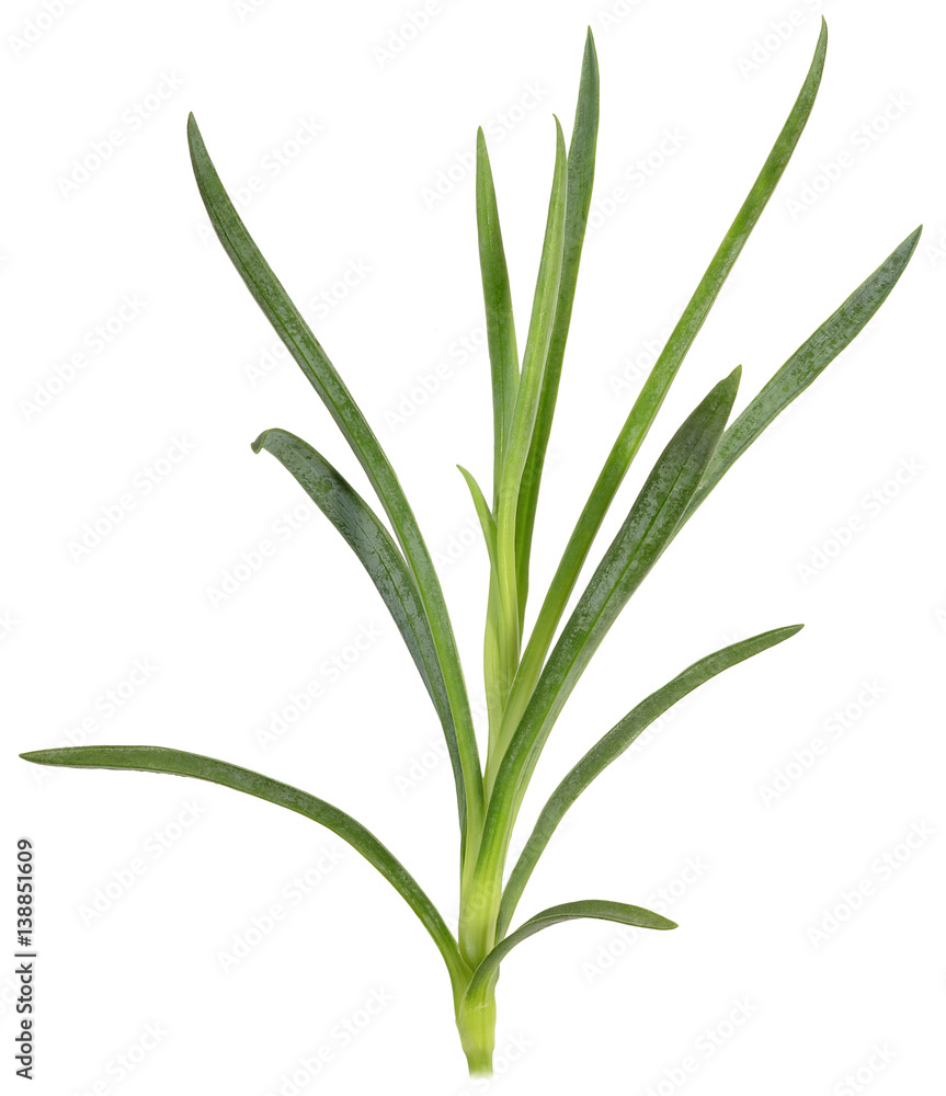 clove leaf side branches clove leaf side branches