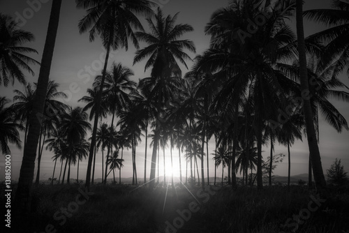 Black and white image of silhouette coconut palm trees on beach at sunset.