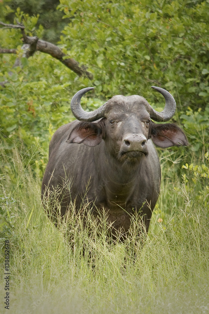 Large alert buffalo bull in South Africa Large alert buffalo bull in South Africa