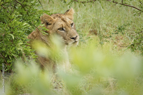 South African lioness resting under a bush