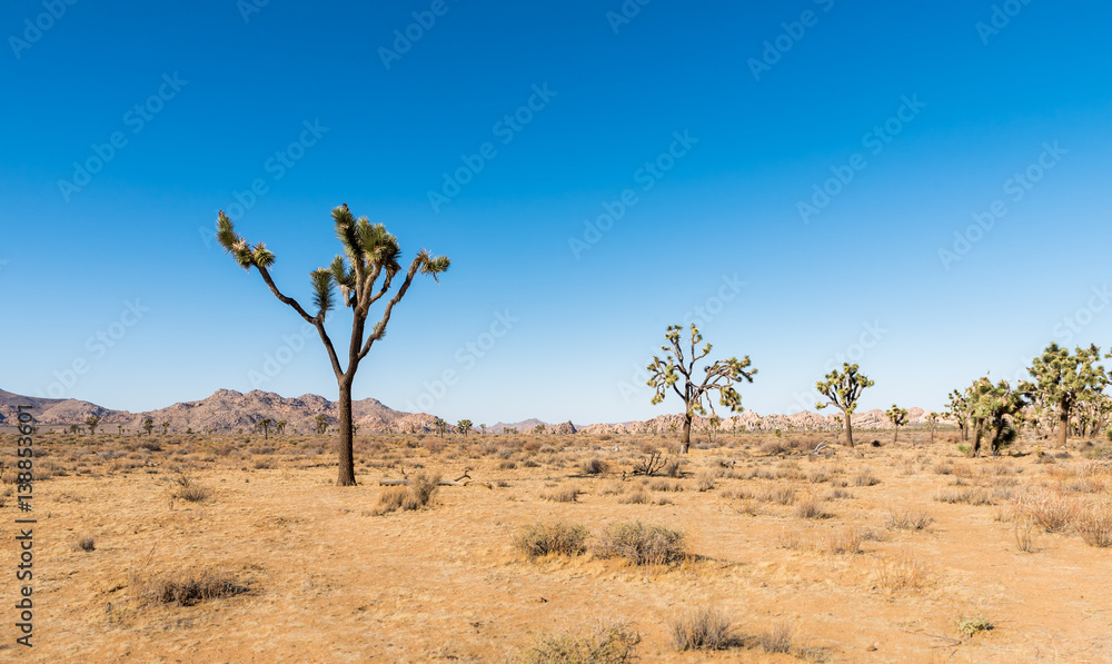 Yucca trees in Joshua Tree National Park